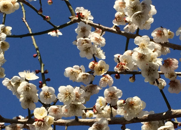 立春の花