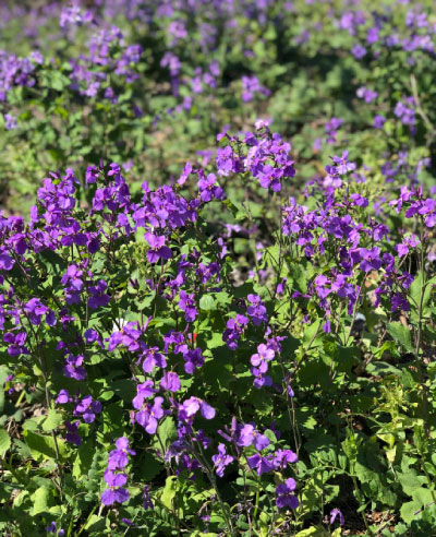 大根の花