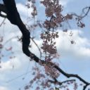 枝垂桜2020
