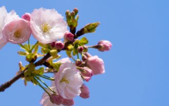 八重桜