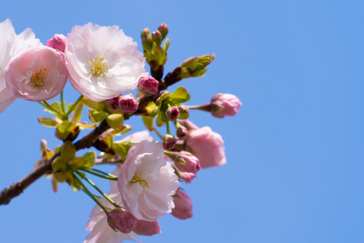 八重桜