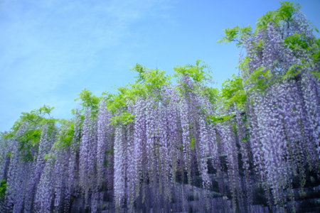 藤の花