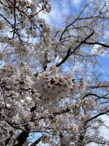 桜