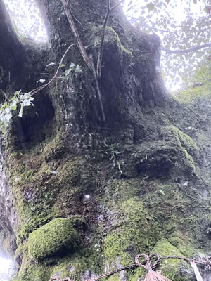 熊野皇大神社と熊野神社