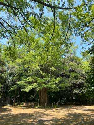 夏越の大祓