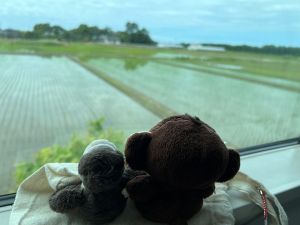 山形県庄内地方